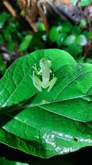 Espadarana prosoblepon