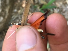 Tomonotus ferruginosus