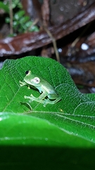 Espadarana prosoblepon