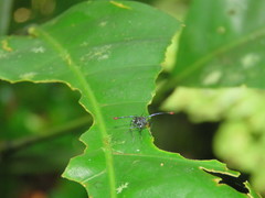 Diopsidae