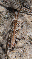 Psinidia fenestralis