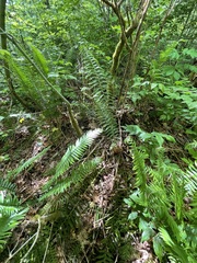 Polystichum braunii × munitum