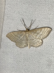 Idaea macilentaria