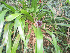 Wittrockia gigantea