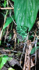 Espadarana prosoblepon