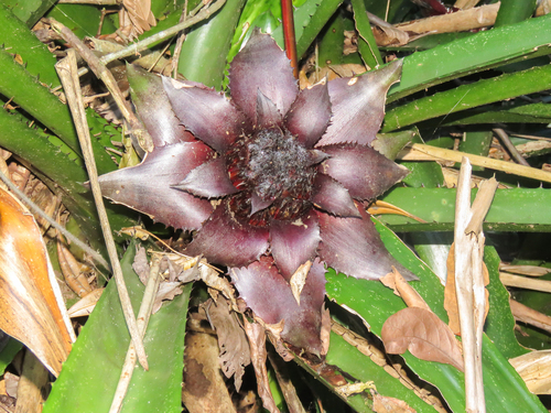 Wittrockia gigantea, photograph 6