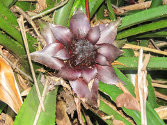 Wittrockia gigantea