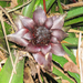 Wittrockia gigantea - Photo (c) Diogo Luiz, some rights reserved (CC BY-SA), uploaded by Diogo Luiz