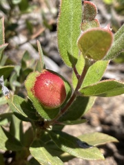 Exobasidium arctostaphyli