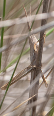 Mermiria intertexta