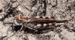 Psinidia fenestralis