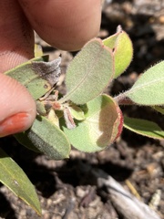Exobasidium arctostaphyli
