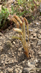 Aphyllon fasciculatum