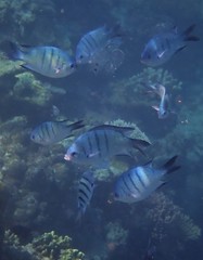 Abudefduf whitleyi