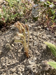 Aphyllon fasciculatum