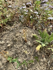 Aphyllon fasciculatum