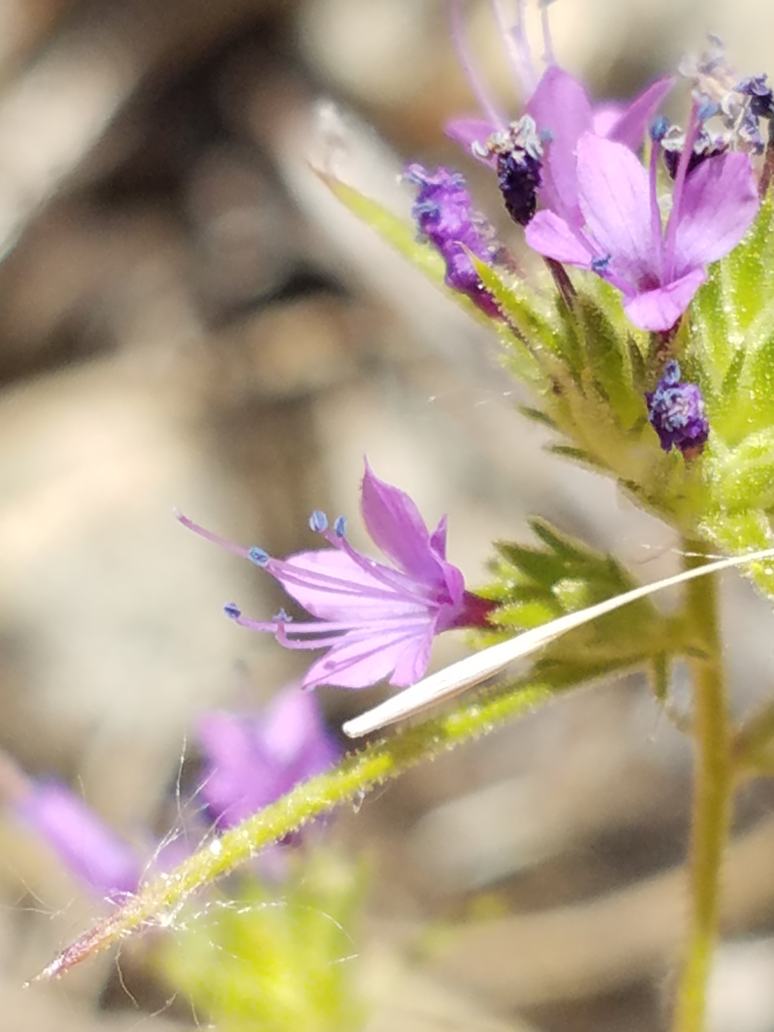 Navarretia filicaulis