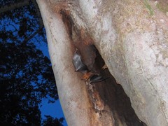 Noctilio albiventris