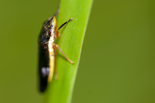Johnsongrass Sharpshooter photo 2