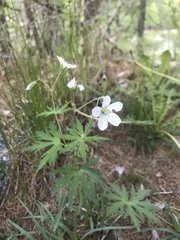 Geranium rivulare