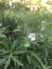 Geranium rivulare