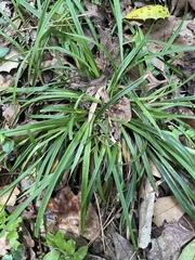 Carex abscondita