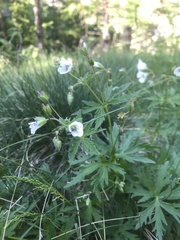 Geranium rivulare