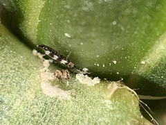 Aeolothripidae