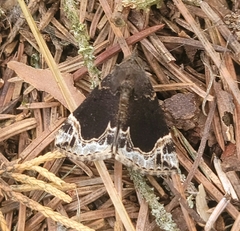 Hypena abalienalis