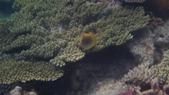 Chaetodon aureofasciatus