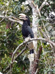 White-Thighed Hornbill photo 5
