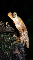 Isthmohyla pseudopuma