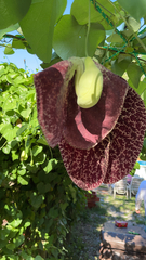Aristolochia littoralis