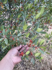 Rhamnus alaternus