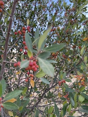 Rhamnus alaternus