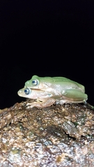 Isthmohyla pseudopuma