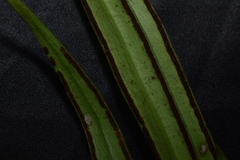 Ananthacorus angustifolius