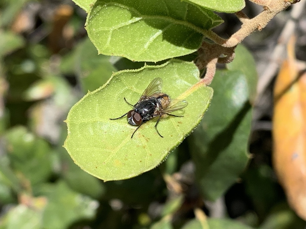 Fave Fly Face fly from Vineyards - Avalon, Fremont, CA 94539, USA on May 29 ...
