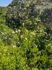 Crambe koktebelica
