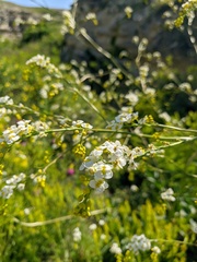 Crambe koktebelica