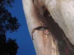 Noctilio albiventris