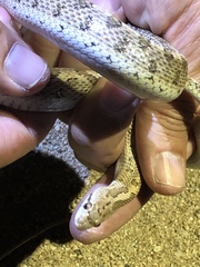 Arizona elegans candida