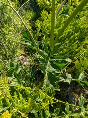 Crambe koktebelica