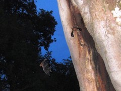 Noctilio albiventris