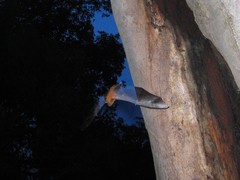 Noctilio albiventris