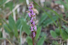 Orchis spitzelii