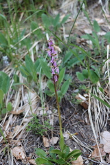 Orchis spitzelii