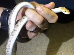 Arizona elegans candida