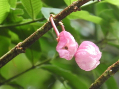 Drymonia conchocalyx