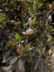 Magnolia grandiflora